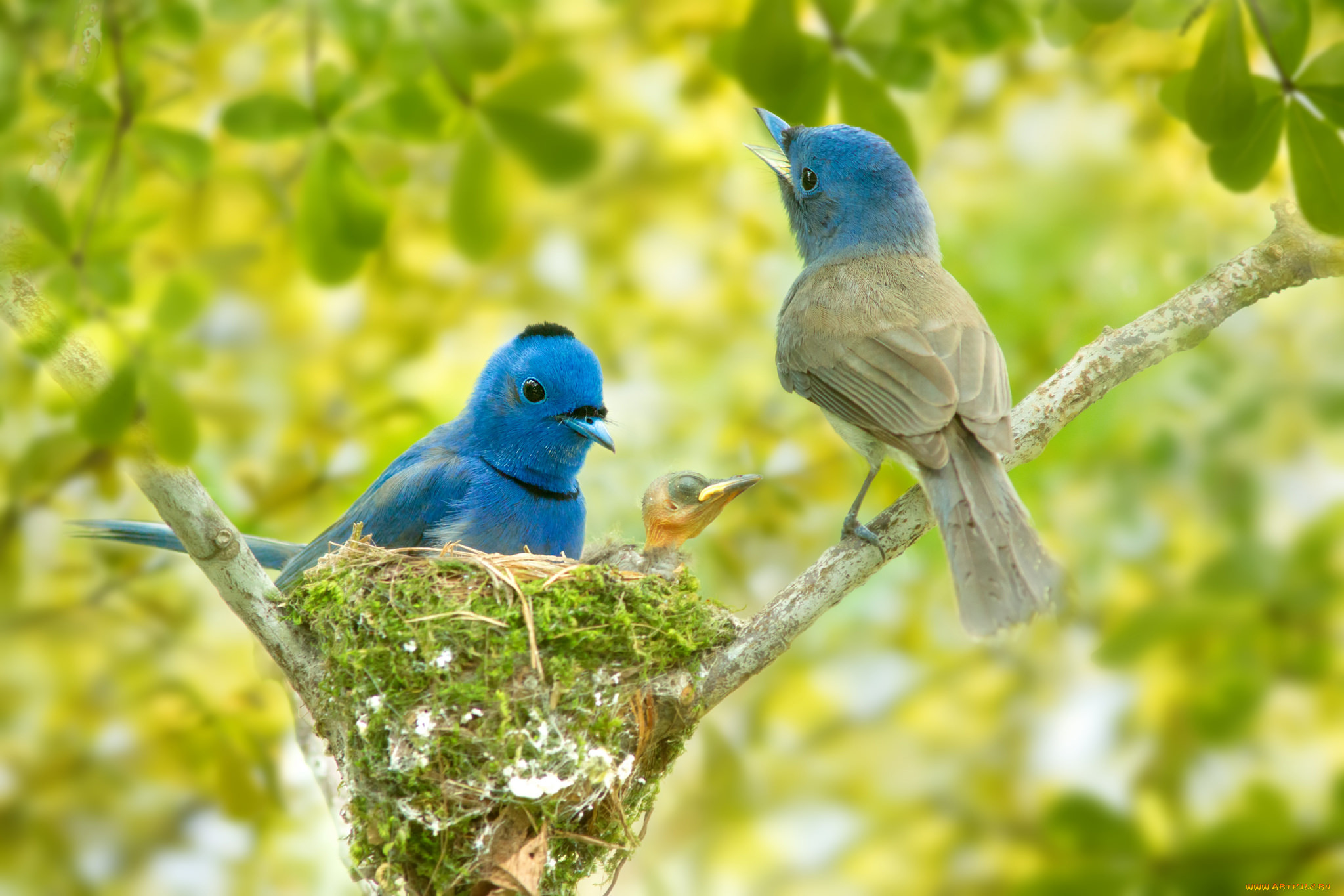 Две синие птицы. Птицы картинки. Красивые птички. Природа птицы. Птица на ветке.